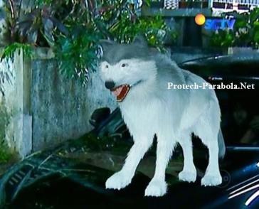 Serigala Putih GGS Episode 288