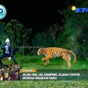 Ratu Macan dan Digo GGS Episode 410