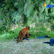 Ratu Macan GGS Episode 409