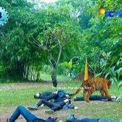 Ratu Macan GGS Episode 413
