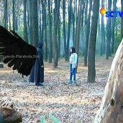Aliando dan Prilly GGS Episode 456