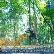 Pemain GGS Episode 464-3